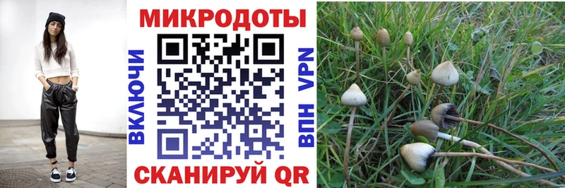 дарнет шоп  Задонск  Псилоцибиновые грибы GOLDEN TEACHER 
